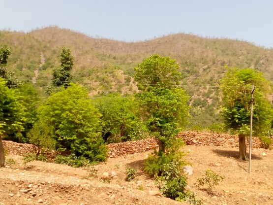 विलावास 