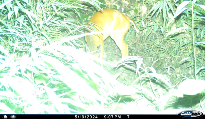 Camera trapping report 2025