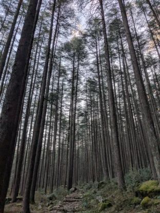 Deodar forest of Devalsari