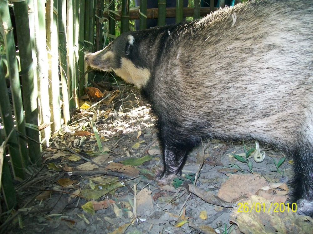 Rescued badger by biodiversity guards.